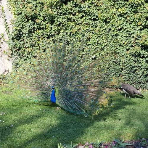 Pfau