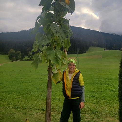 Sonnenblume Johannes