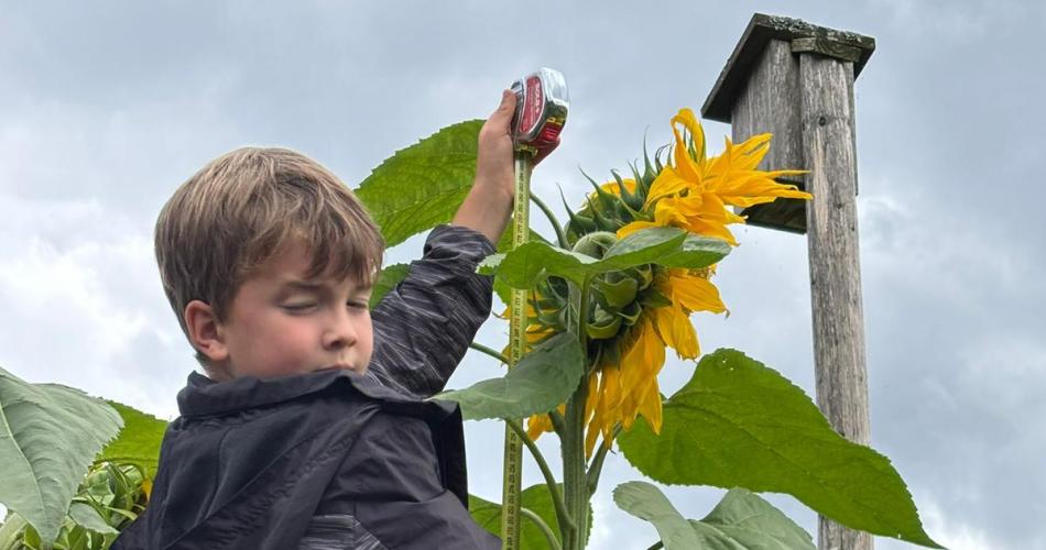 Sonnenblume